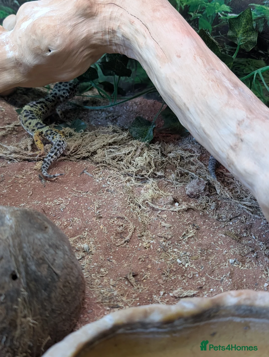 Gecko reptiles for sale: Gekos in Dudley - Advert 1