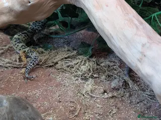 Gecko reptiles Gekos - Advert 5