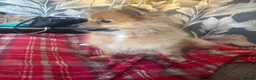 German Spitz dogs for sale: 16 month female German spitz - Advert 3