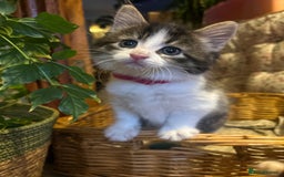 British Longhair cats for sale: Stunning friendly kittens - Image 1