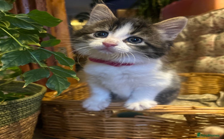 British Longhair cats - Advert 6
