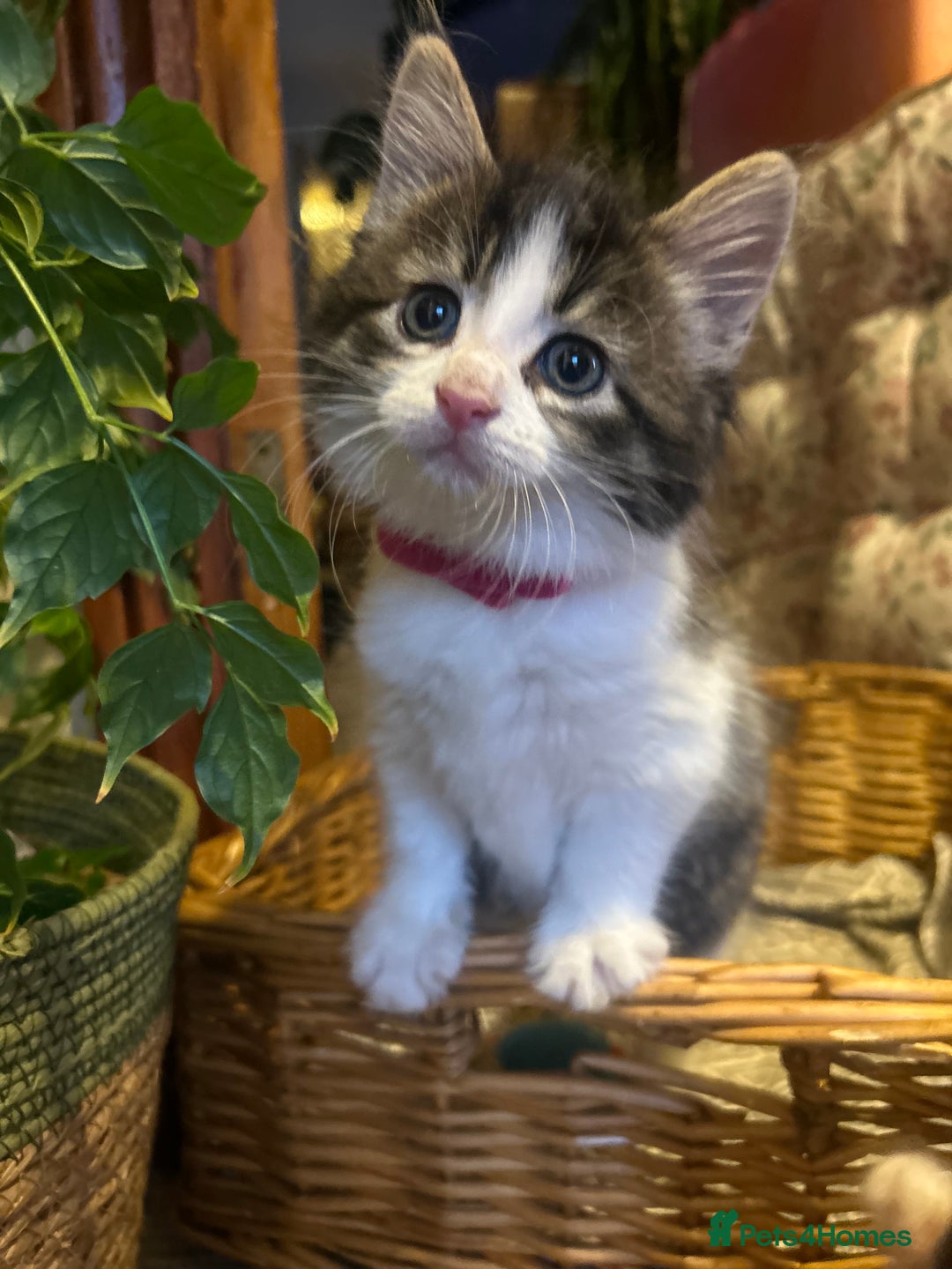 British Longhair cats for sale: Stunning friendly kittens - Image 1