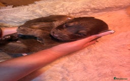 German Shepherd dogs for sale: Working KC GSD German shepherd puppies  - Image 28