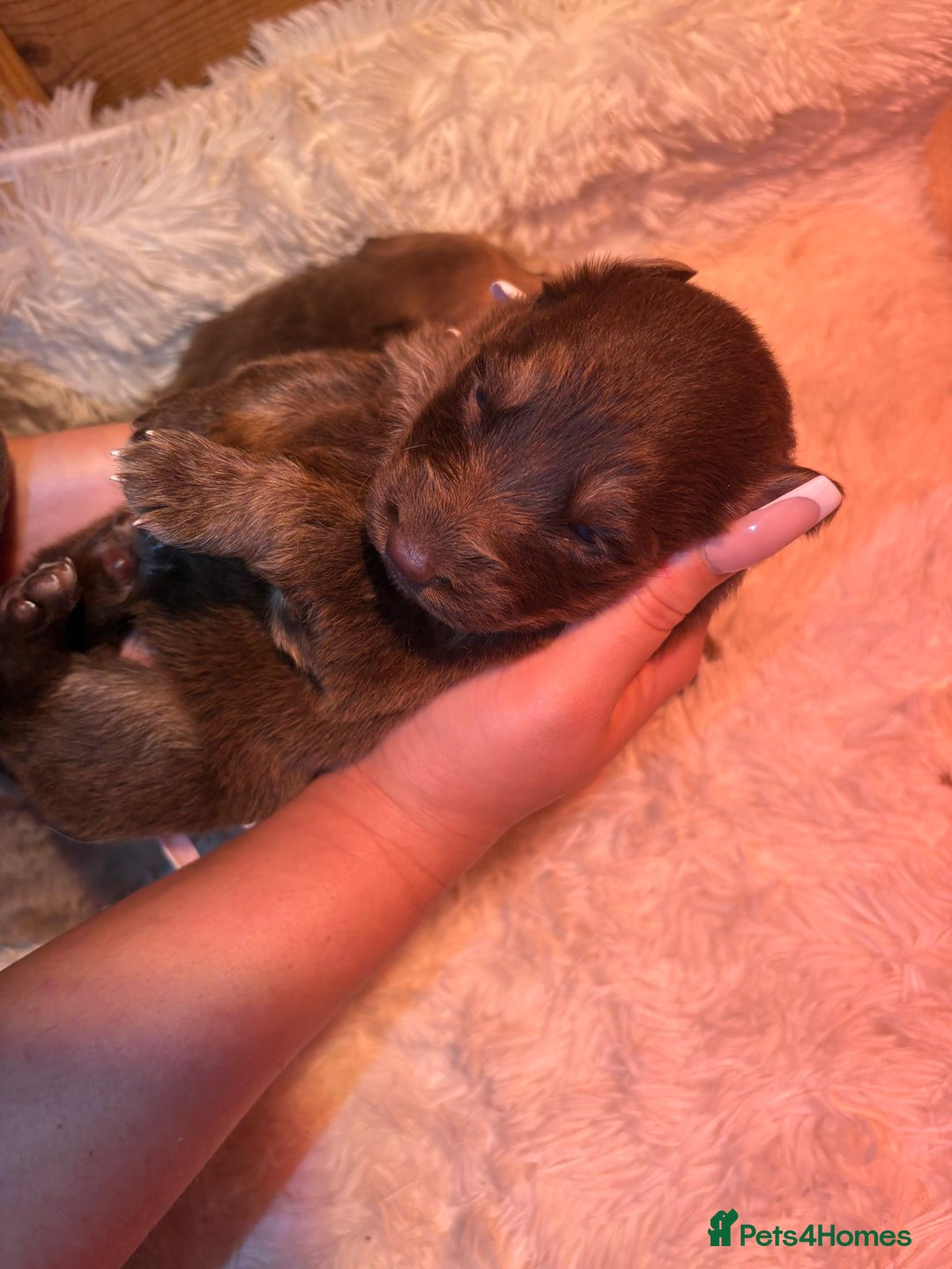 German Shepherd dogs for sale: Working KC GSD German shepherd puppies  - Image 28