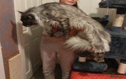 Maine Coon cats for stud: Amazing Russian Import For STUD in Sheffield - Image 2