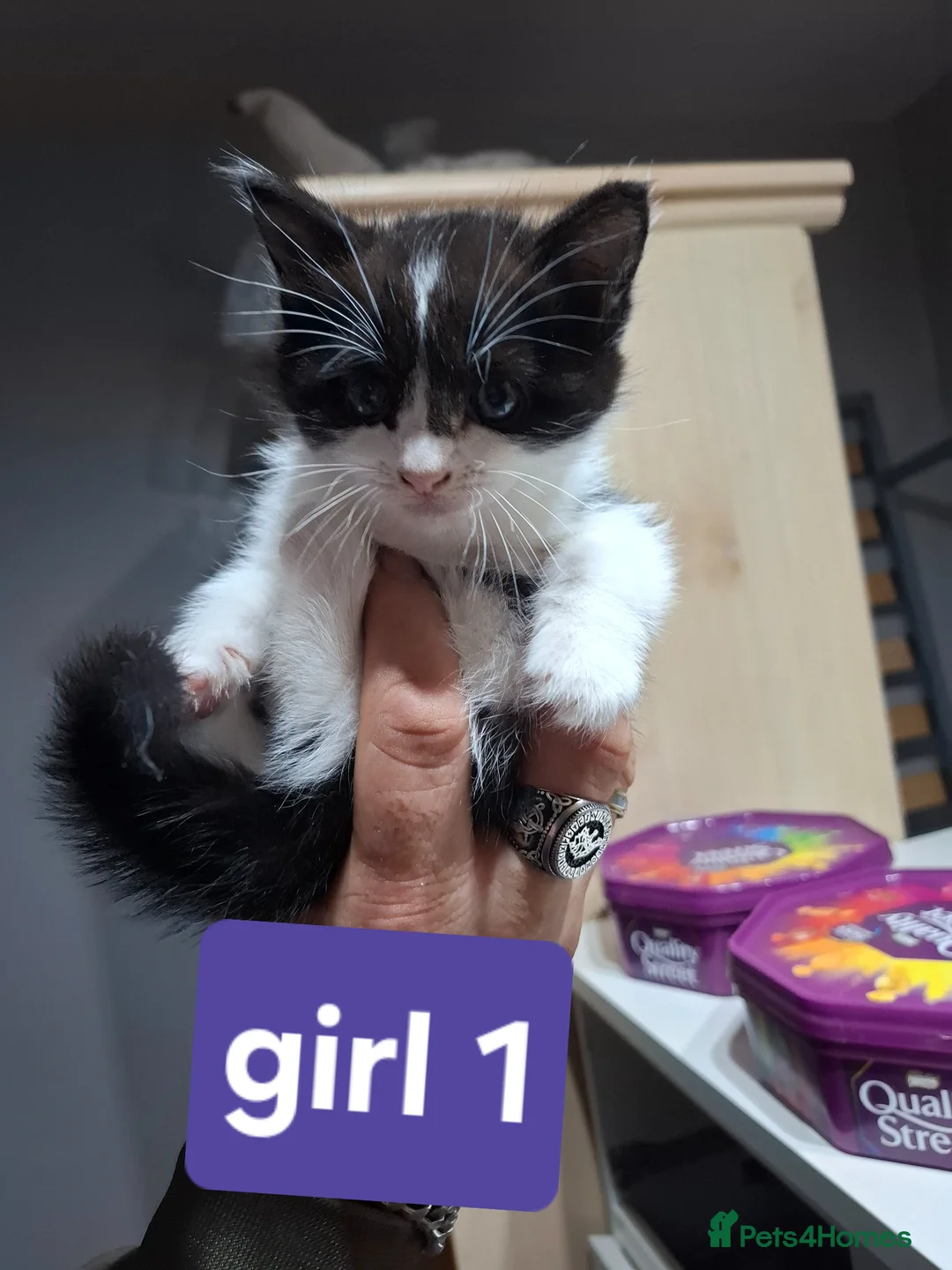 British Longhair cats for sale: Long fur kittens  - Advert 2