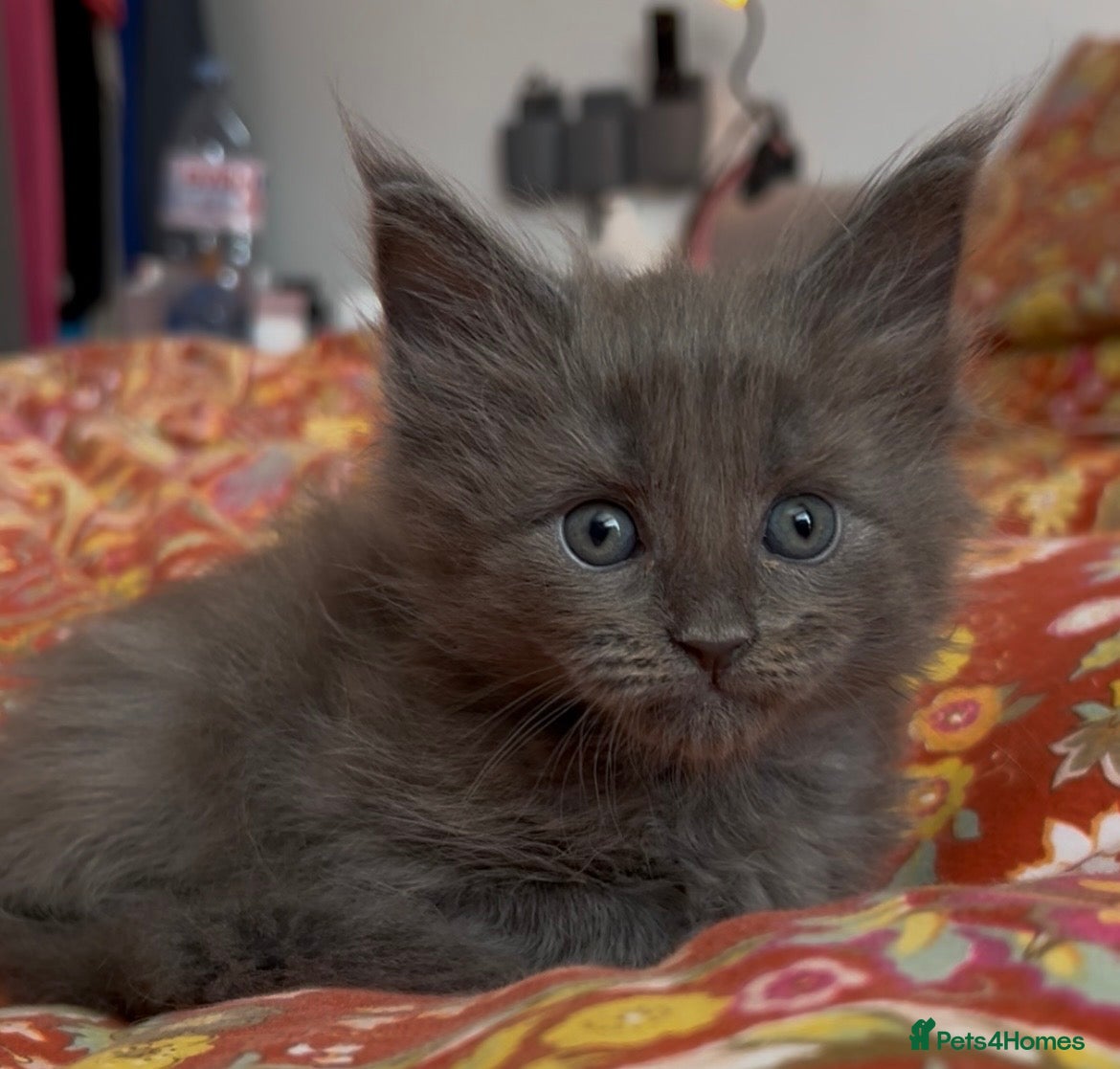 Maine Coon cats TICA PEDIGREE 100% Maine Coon babies HEALTH TESTED - Advert 7