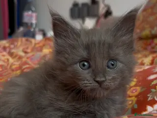 Maine Coon cats TICA PEDIGREE 100% Maine Coon babies HEALTH TESTED - Advert 7