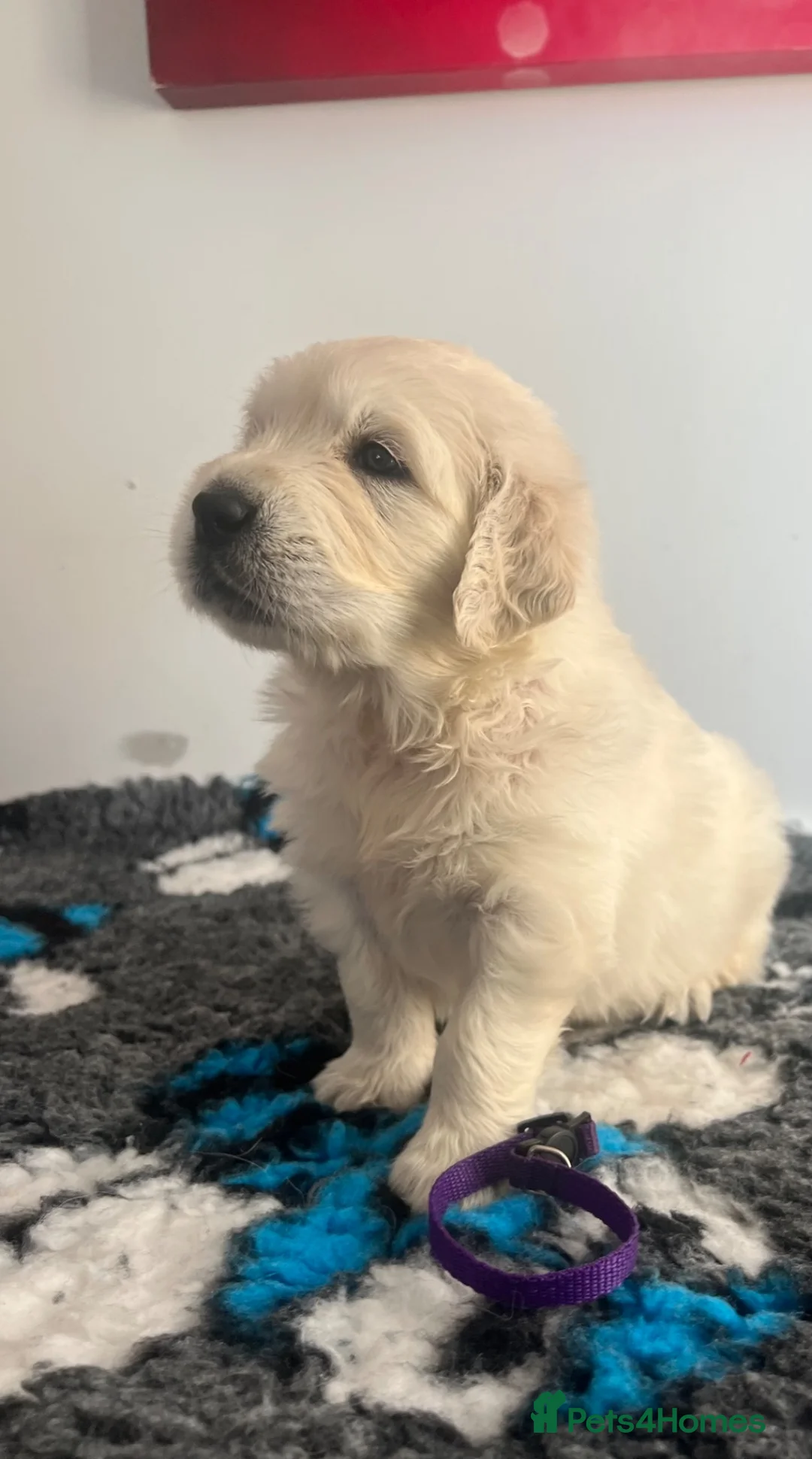 Golden Retriever dogs for sale: RKC registered golden retriever puppies  in Yeovil - Advert 8