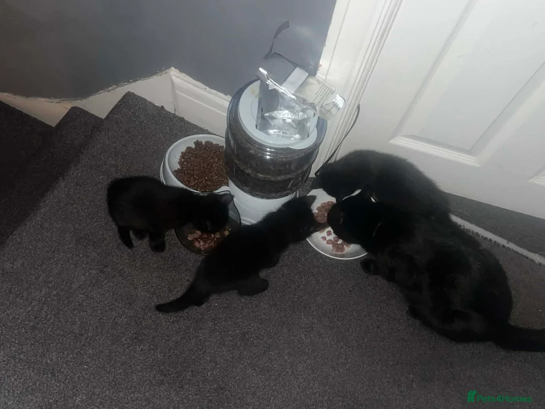 Mixed Breed cats for sale: Black kittens - Advert 5