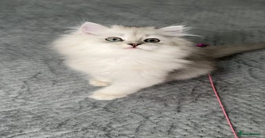 Persian cats - Advert 14