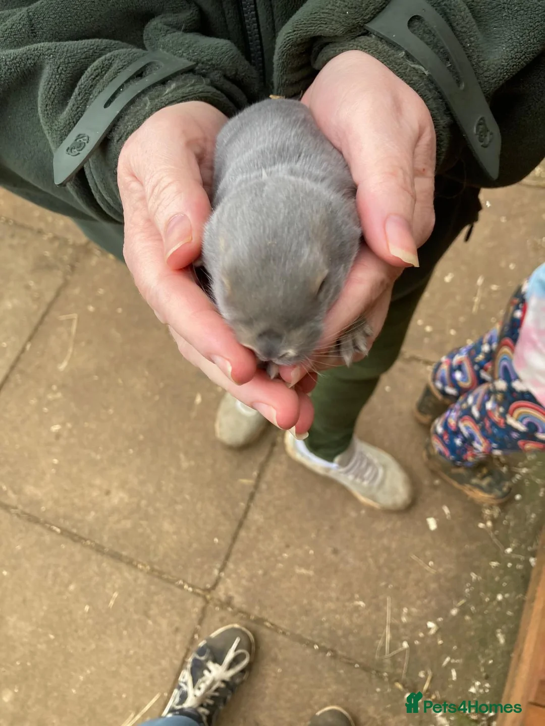 French Lop rabbits for sale: French lops - Advert 7
