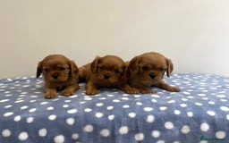 Cavalier King Charles Spaniel dogs for sale: Cavalier King Charles  - Image 15