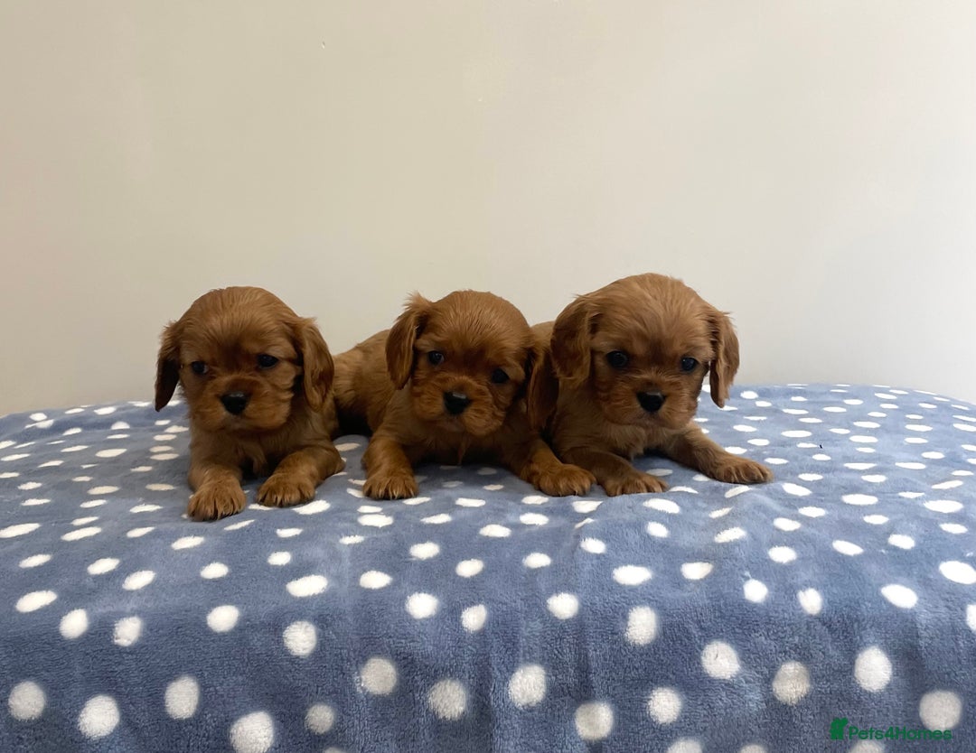 Cavalier King Charles Spaniel dogs for sale: Cavalier King Charles  - Image 15