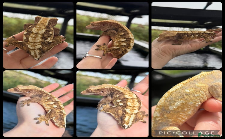 Gecko reptiles Female lavender extreme and dark phantom tiger  - Advert 1