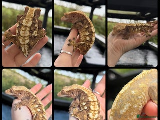 Gecko reptiles Female lavender extreme and dark phantom tiger - Advert 18