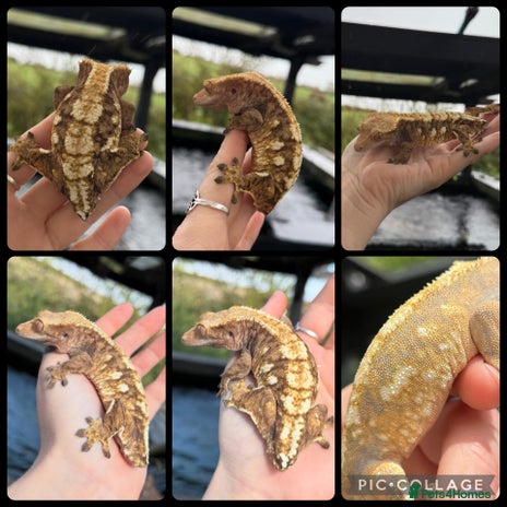 Gecko reptiles Female lavender extreme and dark phantom tiger - Advert 1