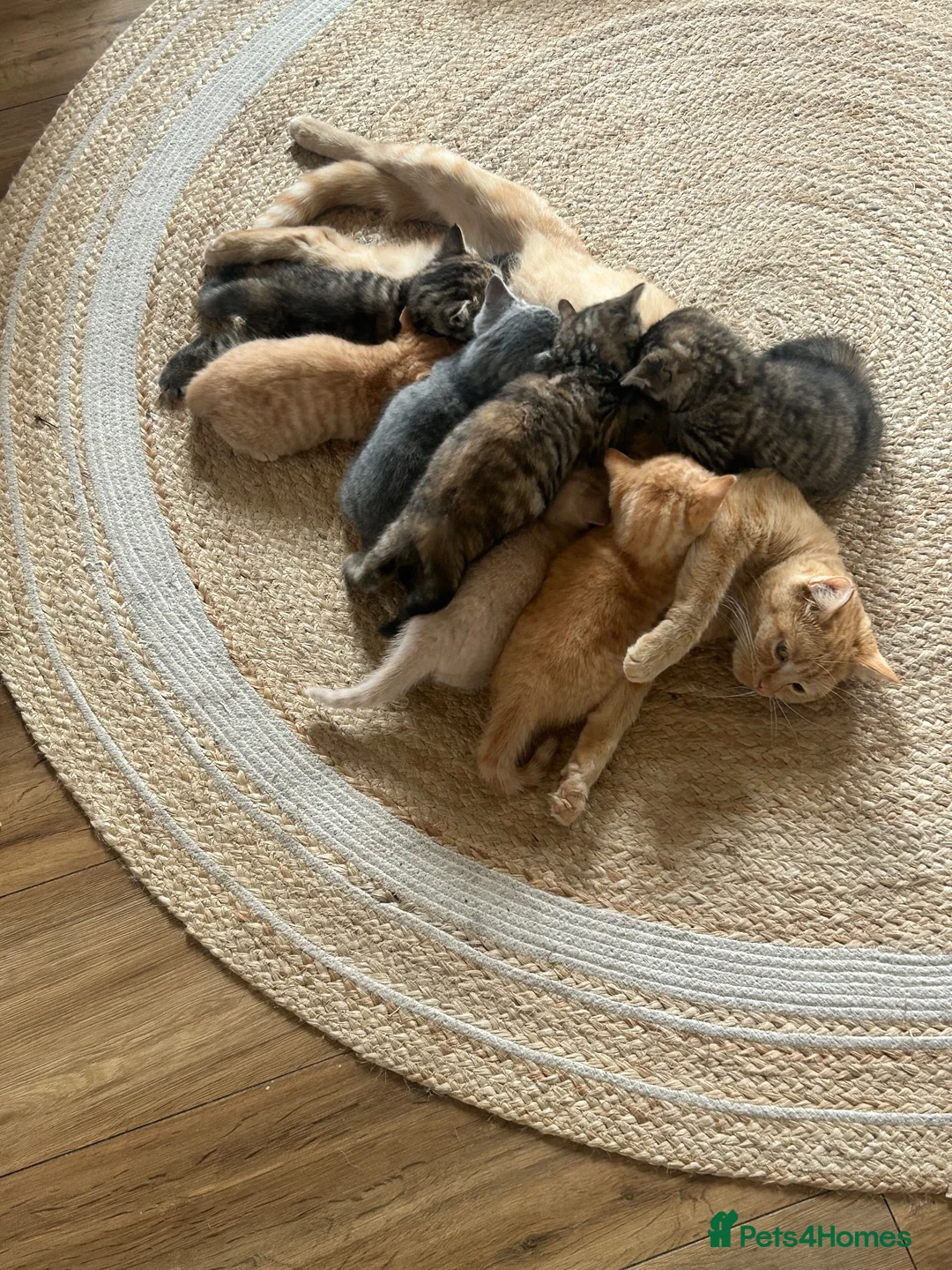 Mixed Breed cats for sale: Beautiful British short haired cross kittens  - Advert 1