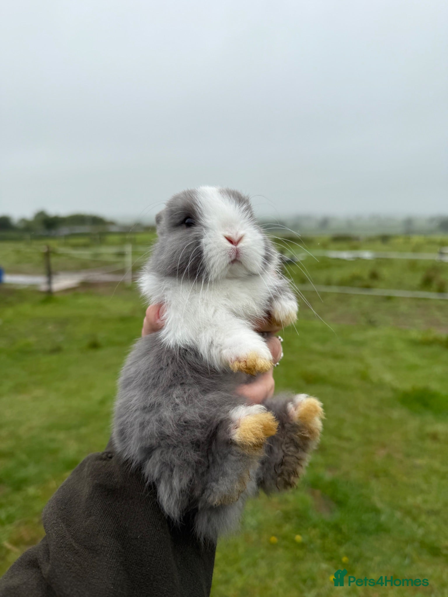 Mini Lop rabbits Mini lop bunnies  - Advert 1