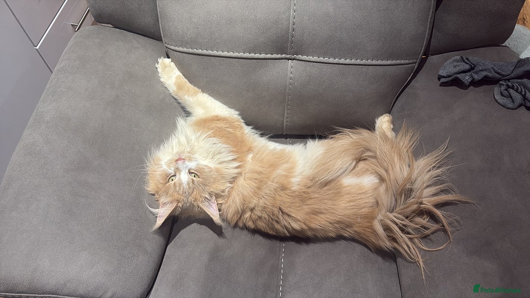 Maine Coon cats for stud: Apollo, Stud ready to find a Queen - Image 8