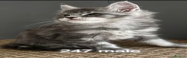 Maine Coon 1
