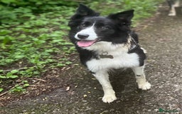 Border Collie dogs for sale: Bam & Flo - Image 6
