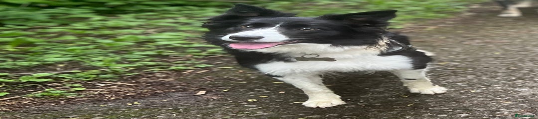 Flo