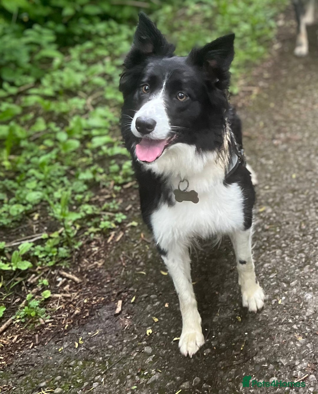 Border Collie dogs for sale: Bam & Flo - Image 6