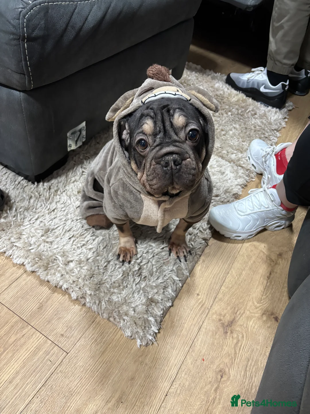 Mixed Breed dogs for sale: 2 year old Vinny  - Advert 1