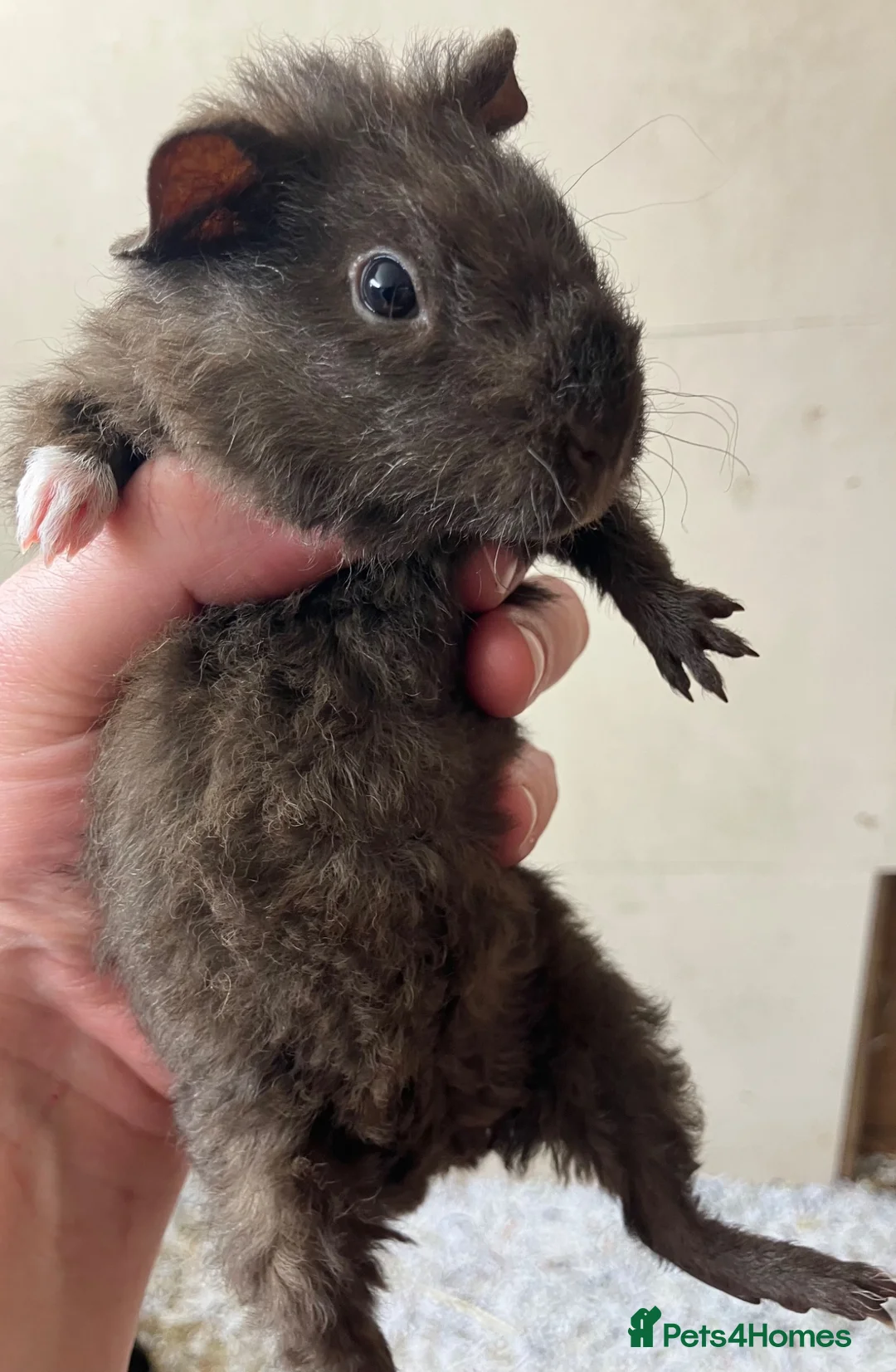 Guinea Pig rodents for sale: Pure bred Teddy girls/sows - Advert 2