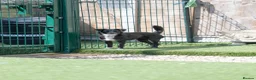 Mixed Breed dogs for adoption: Cat friendly Remy - Advert 14