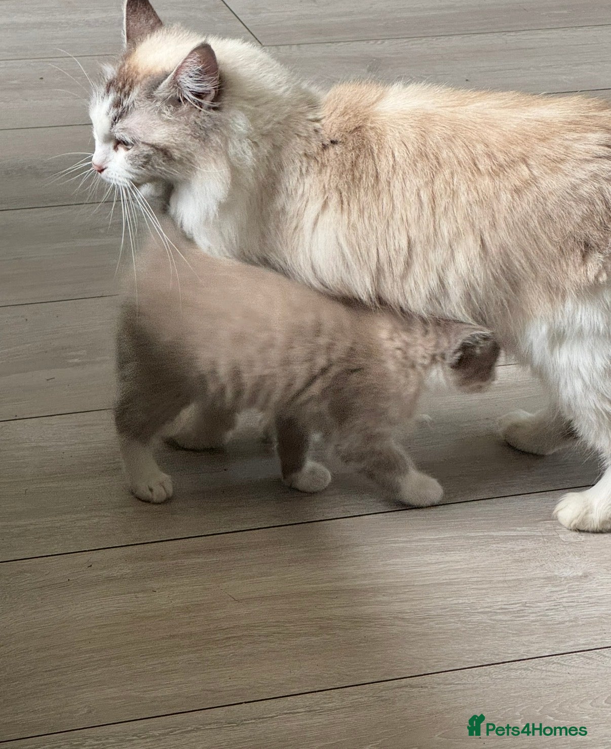 Ragdoll cats Ragdoll Kittens ready now  - Advert 1