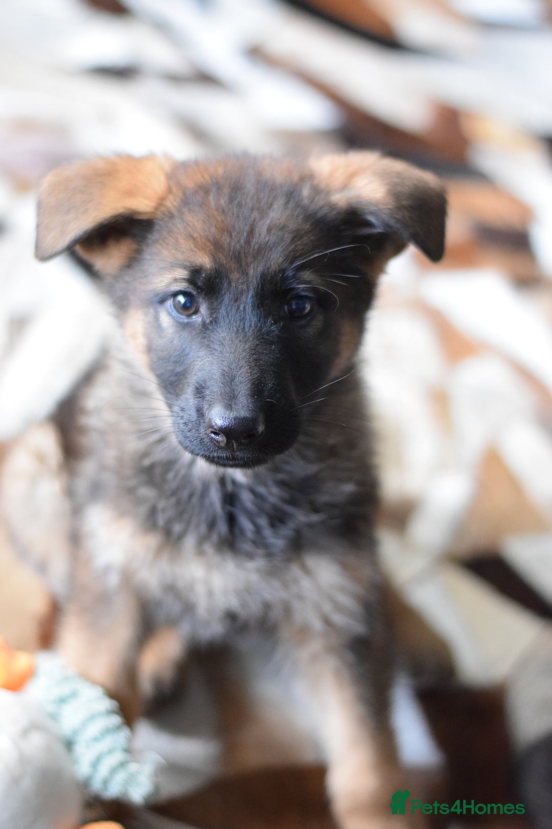 German Shepherd dogs for sale: German Shepherd Puppies - Image 14