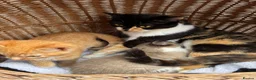 Mixed Breed cats for sale: Calico kittens  - Advert 5