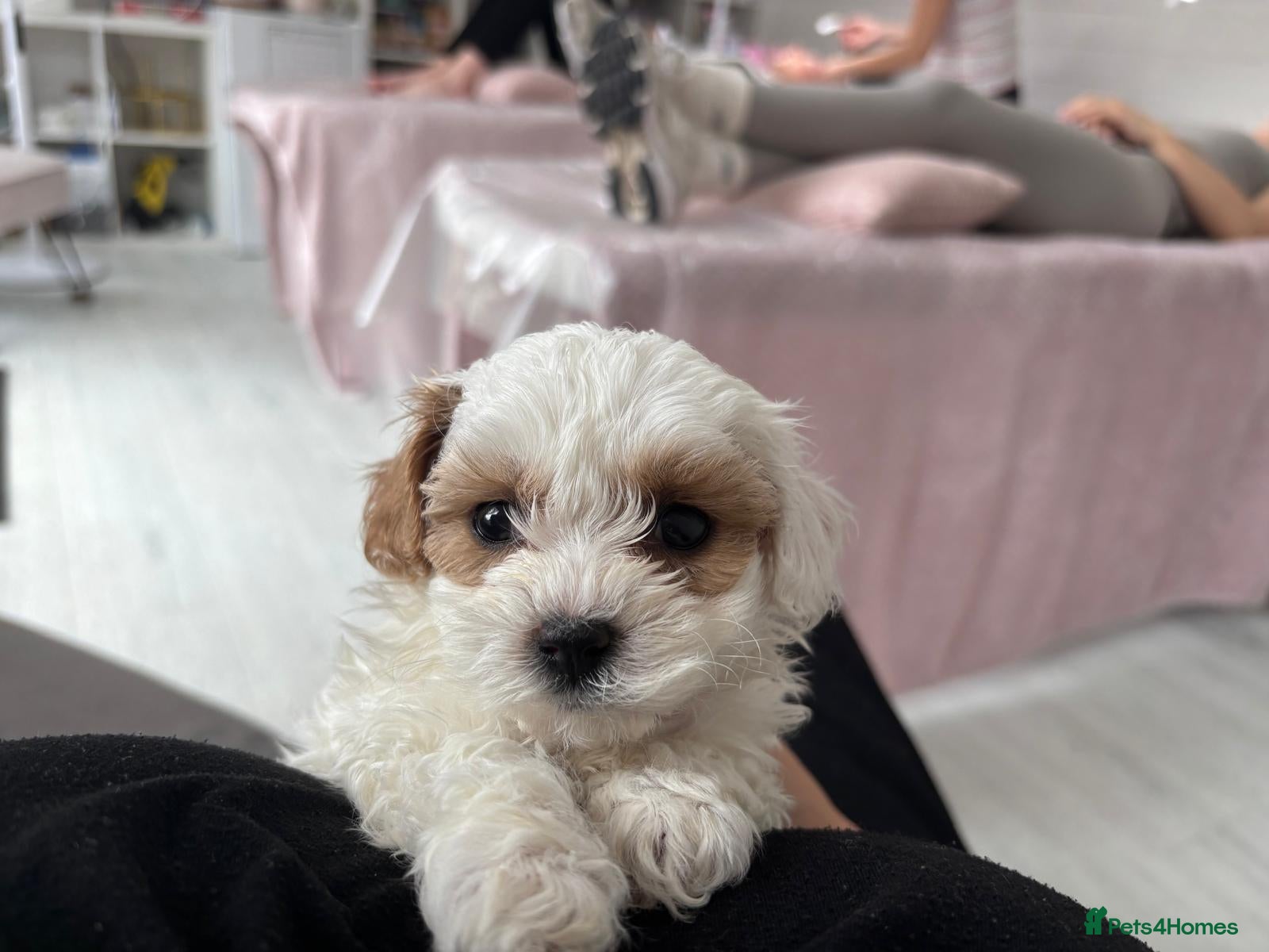 Maltipoo dogs Tiny maltipoo puppies  - Advert 12