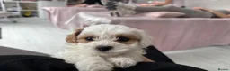 Maltipoo dogs for sale: Tiny maltipoo puppies  - Advert 1