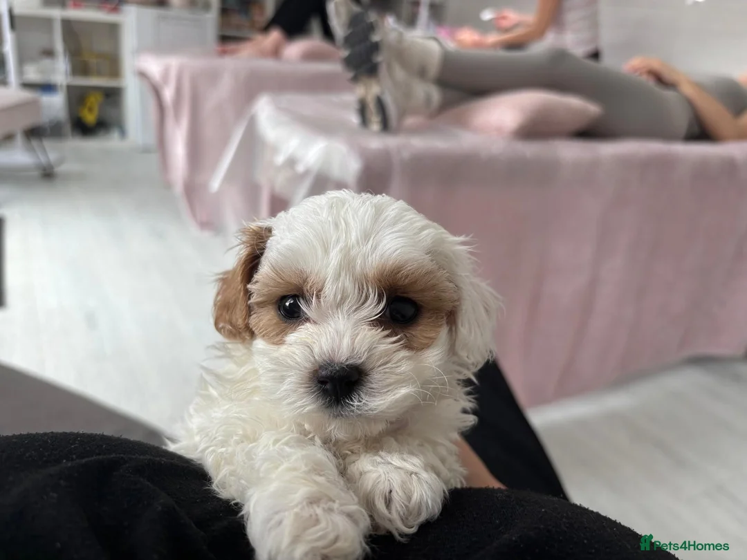 Maltipoo dogs for sale: Tiny maltipoo puppies  - Advert 1