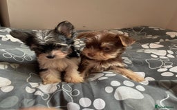 Biewer Terrier dogs for sale: Reduced Last 2 left 5 stunning Biewer Terriers - Image 5
