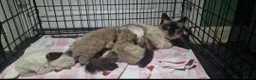 Ragdoll cats for sale: 3 ragdoll kittens for sale - Advert 8