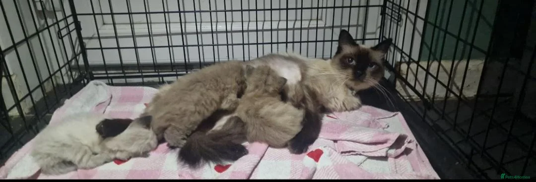 Ragdoll cats for sale: 3 ragdoll kittens for sale - Advert 8