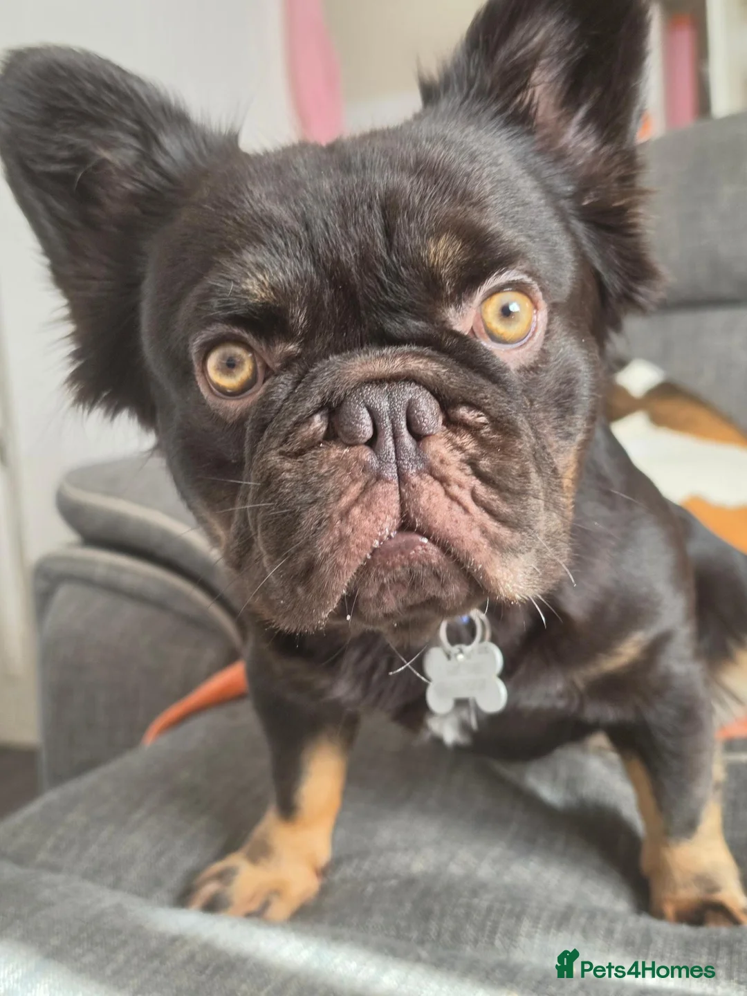 French Bulldog dogs for stud: Fluffy French bulldog for stud - Advert 2