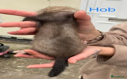 Ferret rodents for sale: Ferret kits and adults of va ages read descr  - Image 7