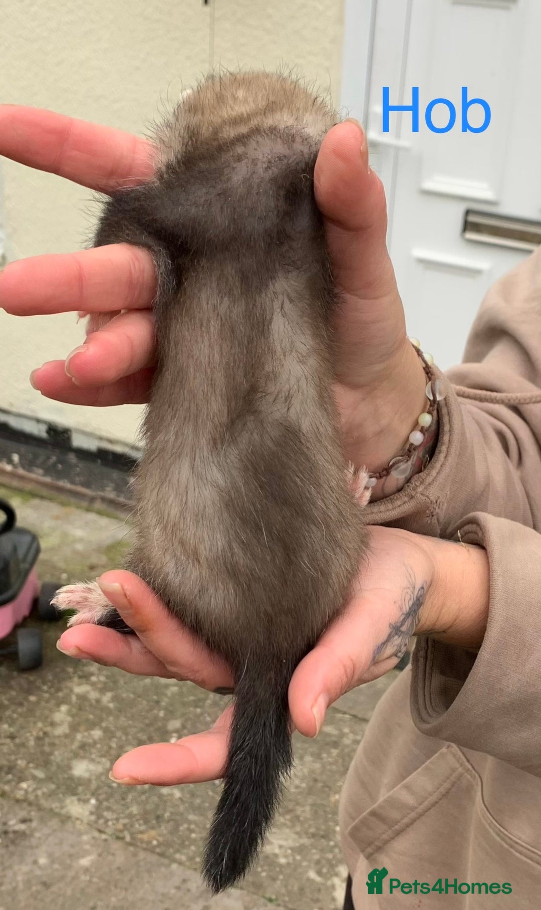 Ferret rodents for sale: Ferret kits and adults of va ages read descr  - Image 7