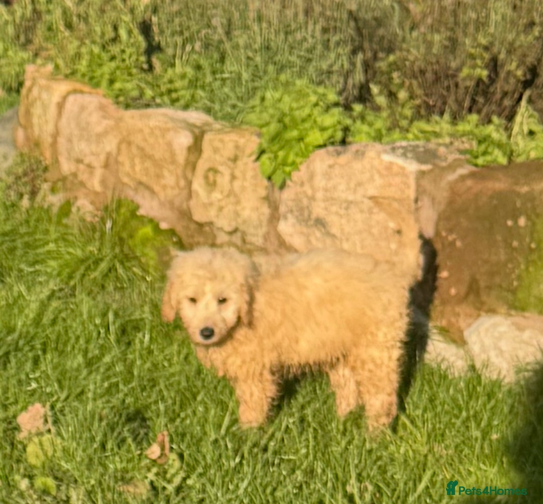 Goldendoodle dogs for sale: Humphrey – Male F1B Miniature Goldendoodle | - Advert 4