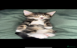 Mixed Breed cats for sale: Mixed breed- Norwegian Forest Cat  - Image 1
