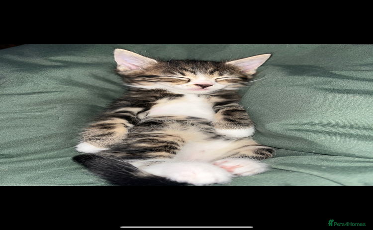 Mixed Breed cats - Advert 3