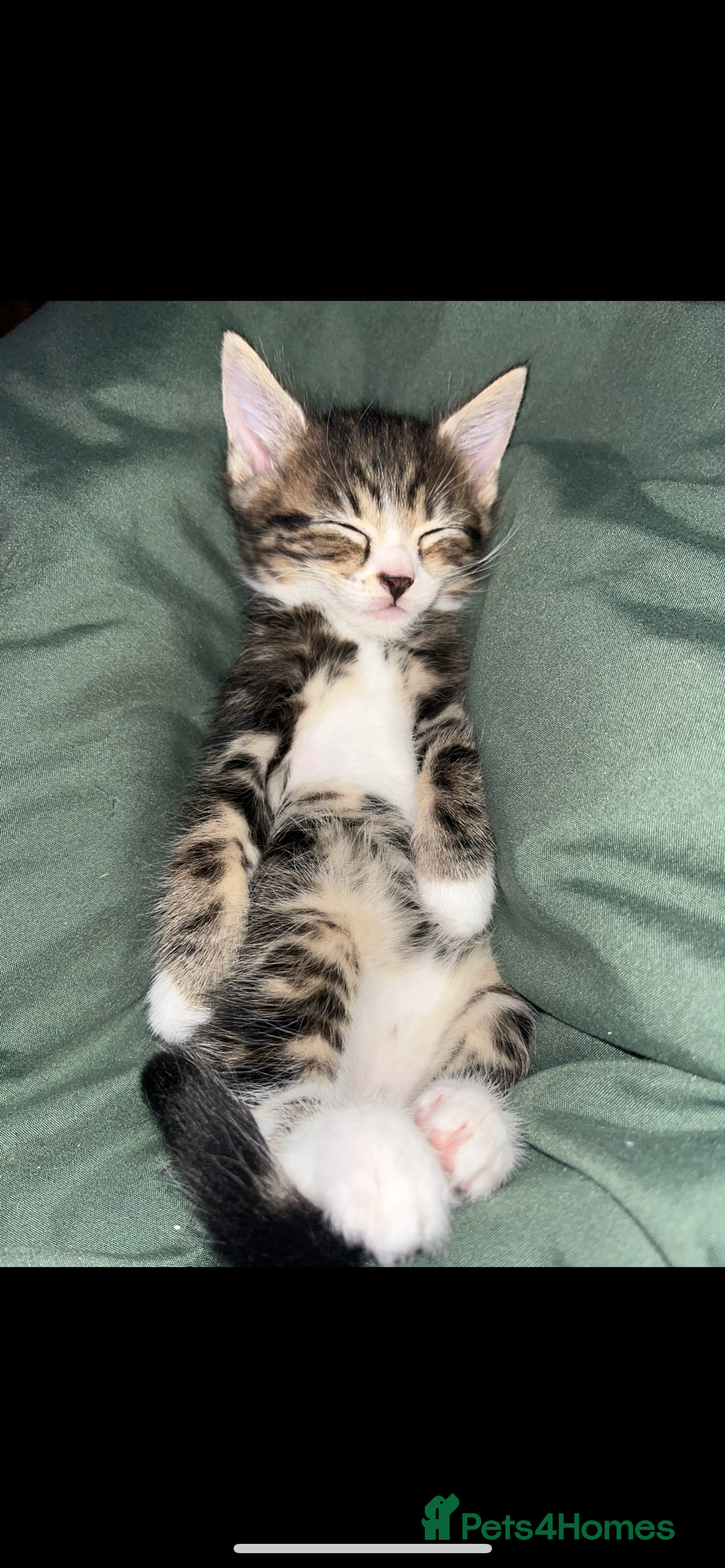 Mixed Breed cats for sale: Mixed breed- Norwegian Forest Cat  - Image 1