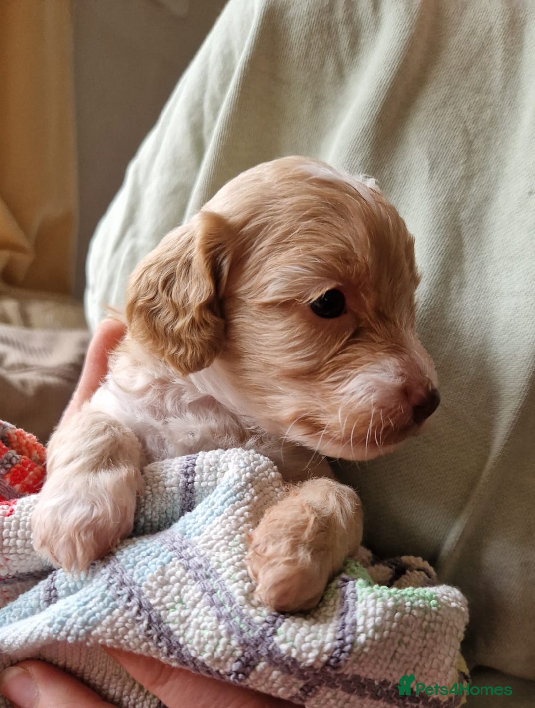 Cockapoo dogs for sale: Beautiful Cockerpoo puppies  - Image 5