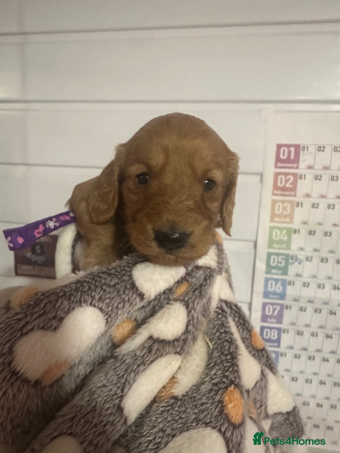 Cockapoo dogs for sale: Chunky f1  4 cockapoo puppies ready 30th December  - Advert 7