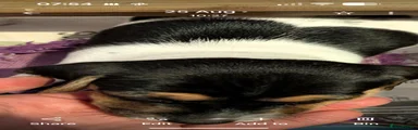 Jack Russell 7